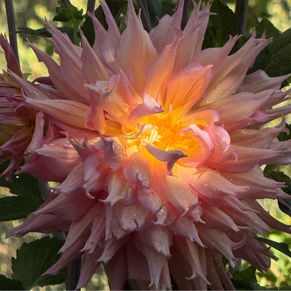 4ksw